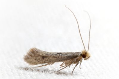 case bearing cloth moth