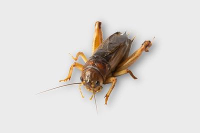 cricket insect