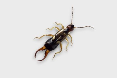 earwig