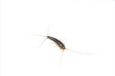 silverfish