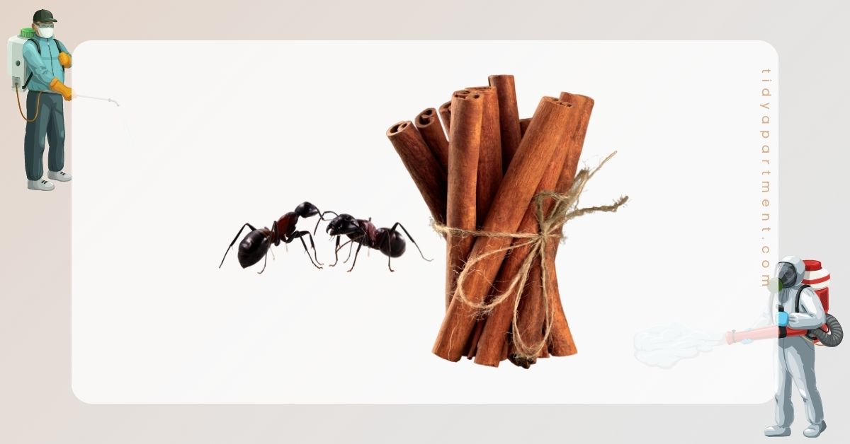 are ants attracted to cinnamon